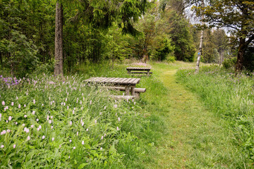Park bench and table in green nature
