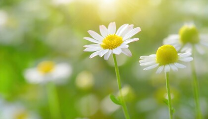 Beautiful chamomile flowers in meadow. Spring or summer nature scene with blooming daisy