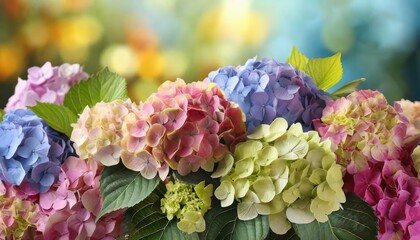  Beautiful multicolor hydrangea flowers on blurred background. Floral composition