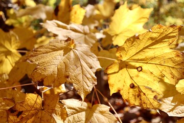 A close view of the pile of colorful autumn leaves.