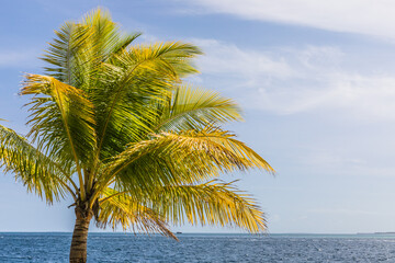 Palm trees  on a tropical island  in the Maldives