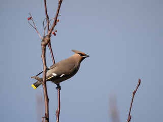 Waxwing, Bombycilla garrulus