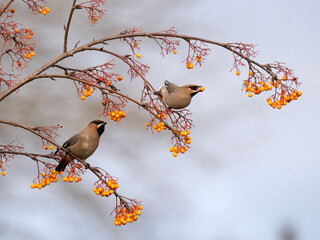 Waxwing, Bombycilla garrulus