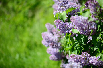Obraz premium A beautiful branch of spring blooming lilac, a selective focus. A large lilac bush. Lilac shrub flowers in close-up. A bouquet of purple flowers. Beautiful flowers on lilac bushes in summer.