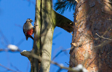 Duży dzięcioł na pniu starego drzewa © kubikactive