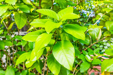 Lush tropical greenery on a tropical island in the Maldives