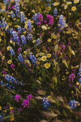 Fototapeta premium Wildflowers