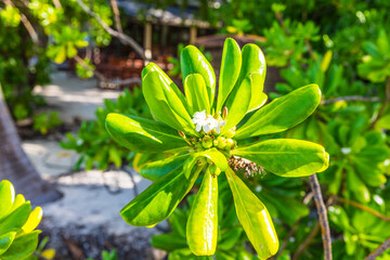 Lush tropical greenery on a tropical island in the Maldives