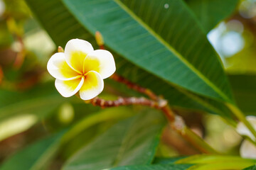 Flowers of the World © Daniel