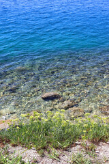 Rock samphire plant growing by the sea. Rock samphire is edible and healthy. Selective focus.
