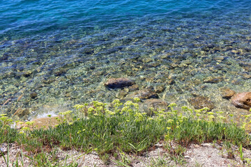 Rock samphire plant growing by the sea. Rock samphire is edible and healthy. Selective focus.