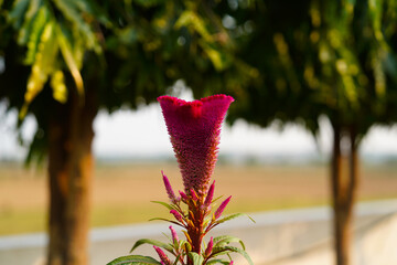 Flowers of the World © Daniel