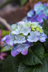 Blooming blue and purple Hydrangea or Hortensia flowers (Hydrangea macrophylla) close-up on blur...