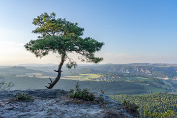 Fototapeta na wymiar Pine tree on Lilienstein mountain, Saxon Switzerland, Saxony, Germany