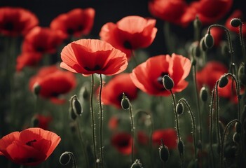 Obraz premium Beautiful red poppies on black background Remembrance Day Armistice Day symbol