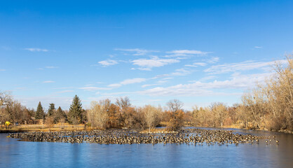 Lake Loveland landscape with Canadian geese resting on the icy lake at the opening to clear water. Loveland, Colorado