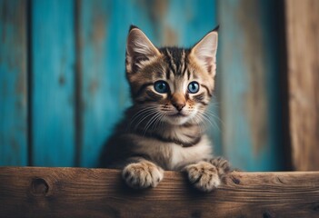 Kitten head with paws up peeking over blue wooden background Little tabby cat curiously peeking out over board