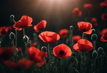 Obraz premium Red poppies on a sunny black background Remembrance Day Armistice Day symbol