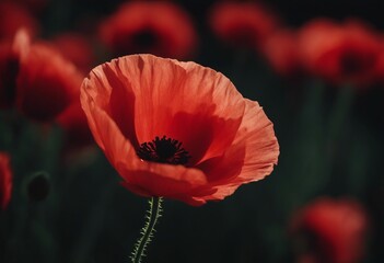 Red poppy flower closeup on a black background Remembrance Day Armistice Day Anzac day symbol