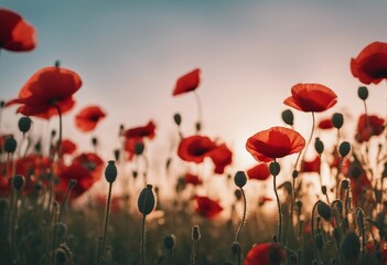 Red poppy flowers on pastel background during a sunset Remembrance Day Armistice Day Anzac day symbol - obrazy, fototapety, plakaty