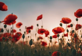 Foto auf Acrylglas Red poppy flowers on pastel background during a sunset Remembrance Day Armistice Day Anzac day symbol © FrameFinesse