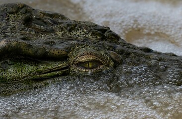 Nile crocodile emerges from under the churning water