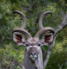 Portrait of a large Kudu Bull with impressive spiral horns in the Kruger National Park