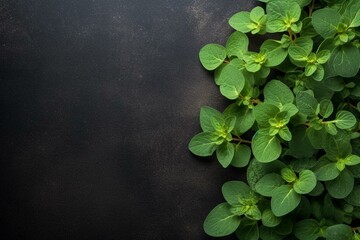 Oregano leaves on dark background with space. Generative AI