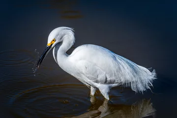 Tuinposter A Snowy Egret shakes water from its beak after missing its prey in a shallow lake near Phoenix Arizona © Scott Bufkin