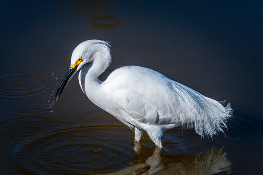 A Snowy Egret shakes water from its beak after missing its prey in a shallow lake near Phoenix Arizona