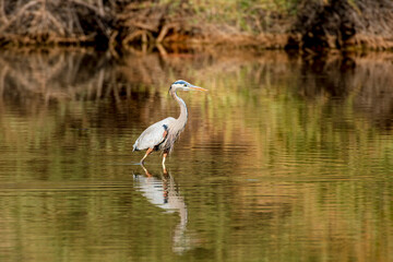 Great Blue Heron searches for lunch in a shallow lake near Phoenix Arizona