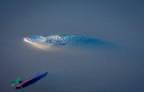 A common carp surfaces to see what's around in a shallow lake near Phoenix Arizona
