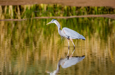 Great Blue Heron searches for lunch in a shallow lake near Phoenix Arizona