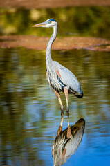 Great Blue Heron searches for lunch in a shallow lake near Phoenix Arizona