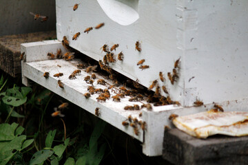 Honeybees swarm at a community apiary created in a conservation effort to protect pollinators. Honeybee colonies have been particularly susceptible to colony collapse as a result of pesticide use.