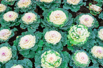 decorative cabbage in a flower bed close-up