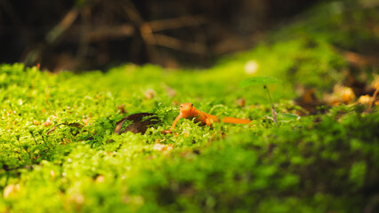 Lizard on green grass, outdoor lizard photography.