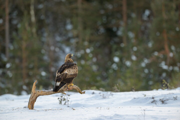 Golden eagle (Aquila chrysaetos) in winter, Norway