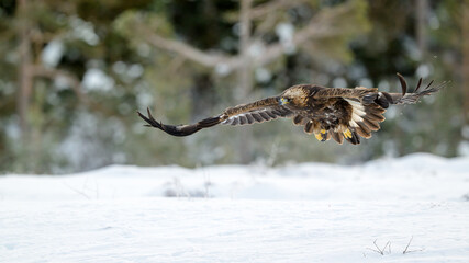 Golden eagle (Aquila chrysaetos) in winter, Norway