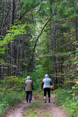 two elderly women go picking mushrooms in the forest in summer