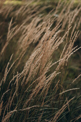 Fototapeta premium Abstract natural background of soft plants Cortaderia selloana. Pampas grass on a blurry bokeh, Dry reeds boho style. Fluffy stems of tall grass in winter