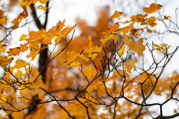 autumn in the park