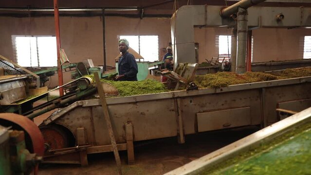 Worker during work in a tea production company, production chain.