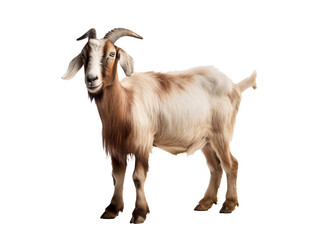 Obraz premium a goat with horns standing