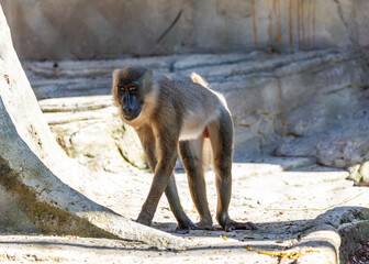 Female Drill Monkey (Mandrillus leucophaeus) - Graceful Presence in African Rainforests