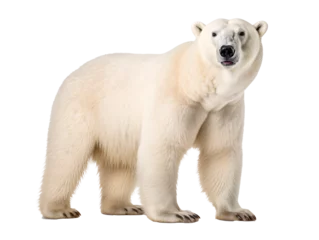 Fototapeten a polar bear standing on a white background © Ion