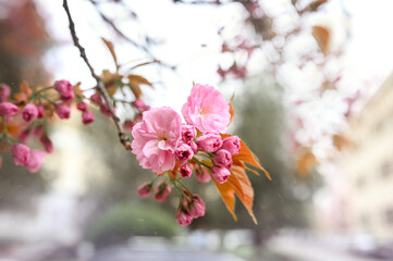 Beautiful Pink Cherry Blossom on nature background. Sakura flower blooming