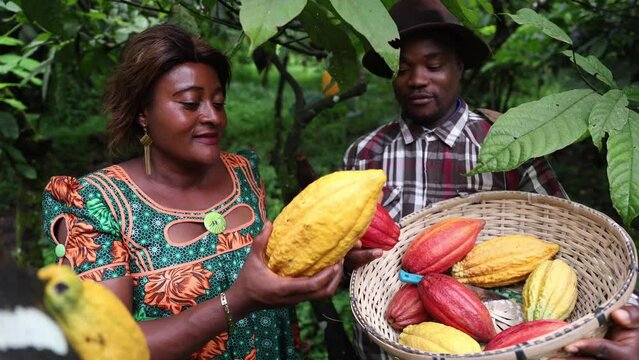 Two farmers carry out quality control of cocoa pods during harvesting