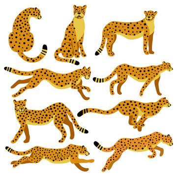 Cheetah Collection. Vector illustration of cartoon cheetahs in different actions like standing, jumping, hunting, running, walking. Isolated on white.