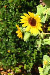 Sunflowers in a garden. Selective focus.